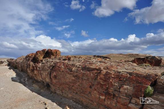 Antigas árvores com 150 milhões de anos de idade transformadas em pedra, no Monumento Natural Bosques Petrificados, região de Caleta Olivia, no sul da Argentina